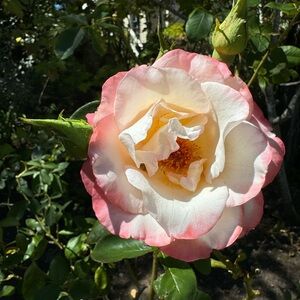 Live Show 9/16 Unlisted